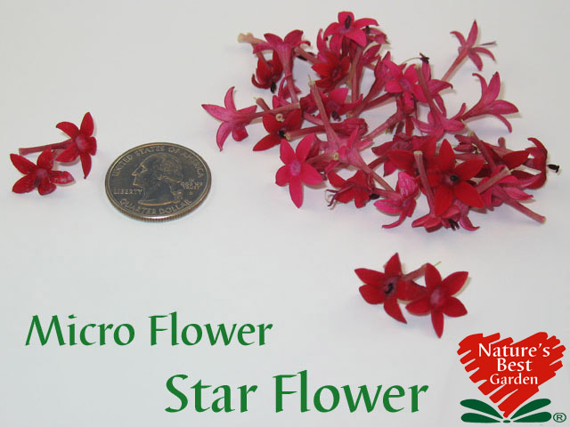 Micro Star Flower